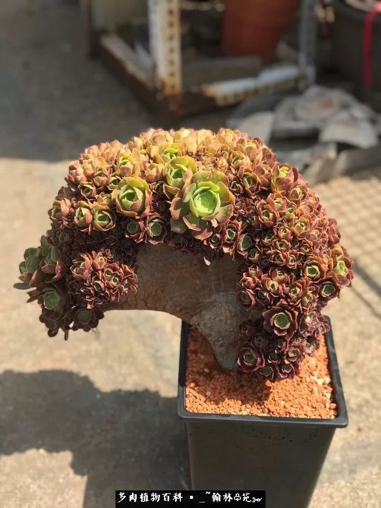 又一场法师视觉盛宴欣赏：翰林苑的昆明多肉花园！