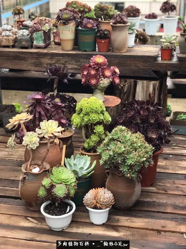 昆明精品多肉花园,昆明最好看的多肉花园