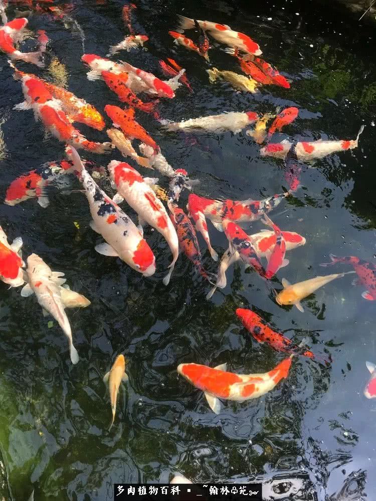 昆明精品多肉花园,昆明最好看的多肉花园