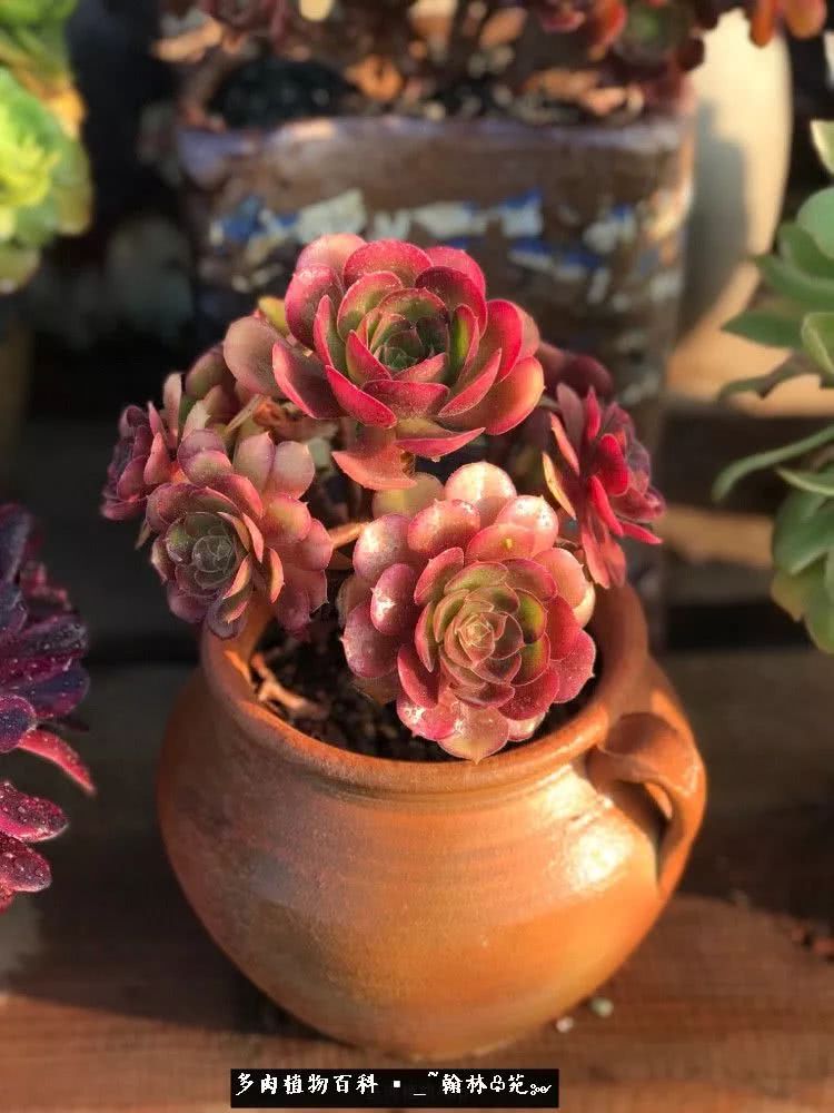 又一场法师视觉盛宴欣赏：翰林苑的昆明多肉花园！