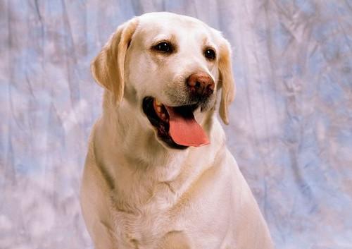 拉布拉多犬该如何训练,拉布拉多犬怎么训练