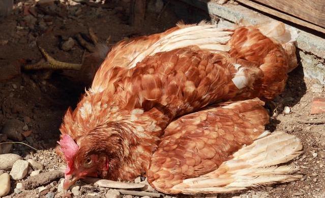 养殖鸡病来了怎么处理,鸡群应激养殖