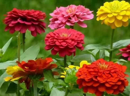 世界各国国花图片及名称集锦,世界各地的国花你能叫出几个名字