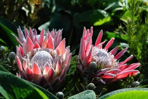 世界各国国花图片及名称集锦,世界各地的国花你能叫出几个名字