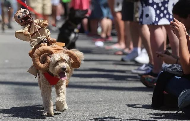 宠物行旅,宠物旅游攻略和萌宠一起畅游世界