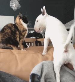 争强好胜不是错,牛头梗是狗中最厉害的一个