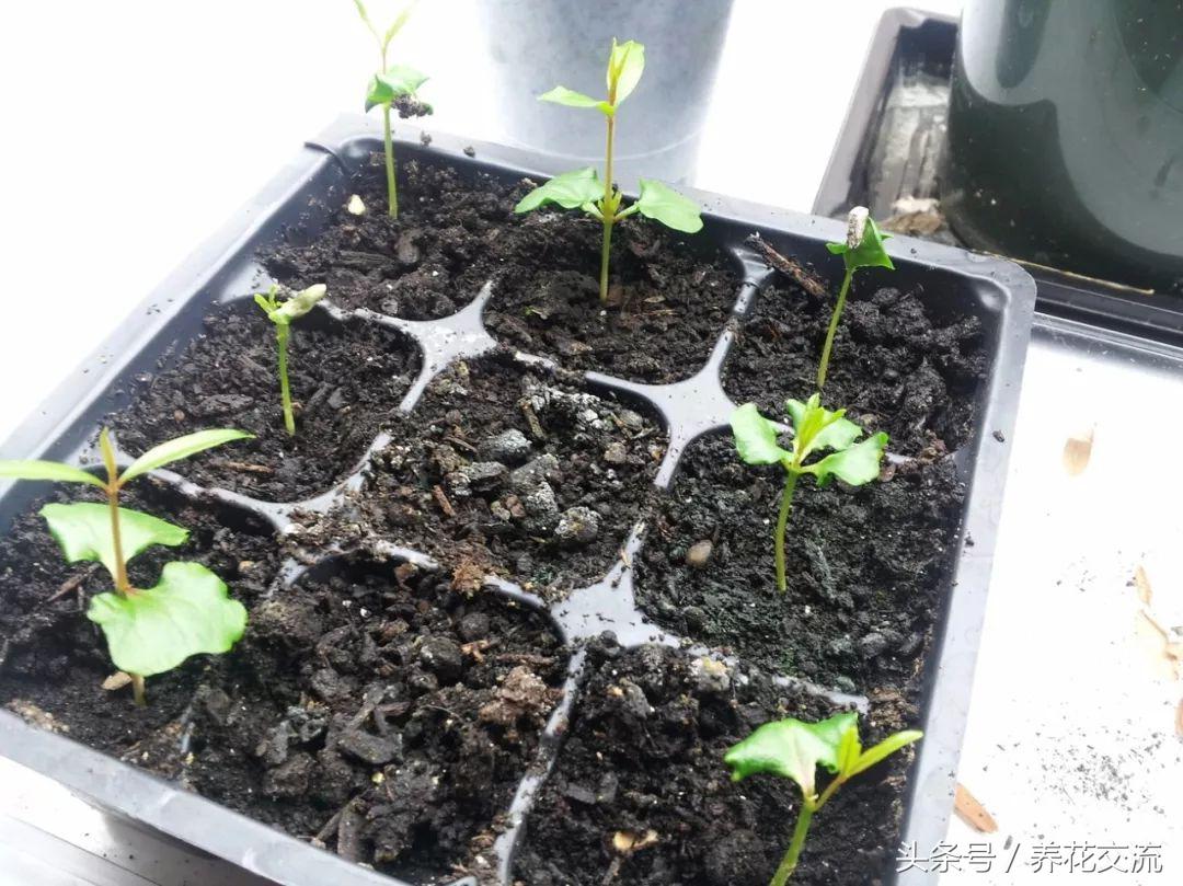 石榴的种子盆栽种植方法,石榴如何种植才可以开花结果