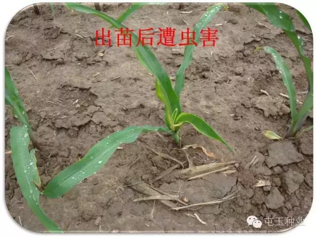 玉米卷叶怎么回事,玉米苗期卷叶怎么补救