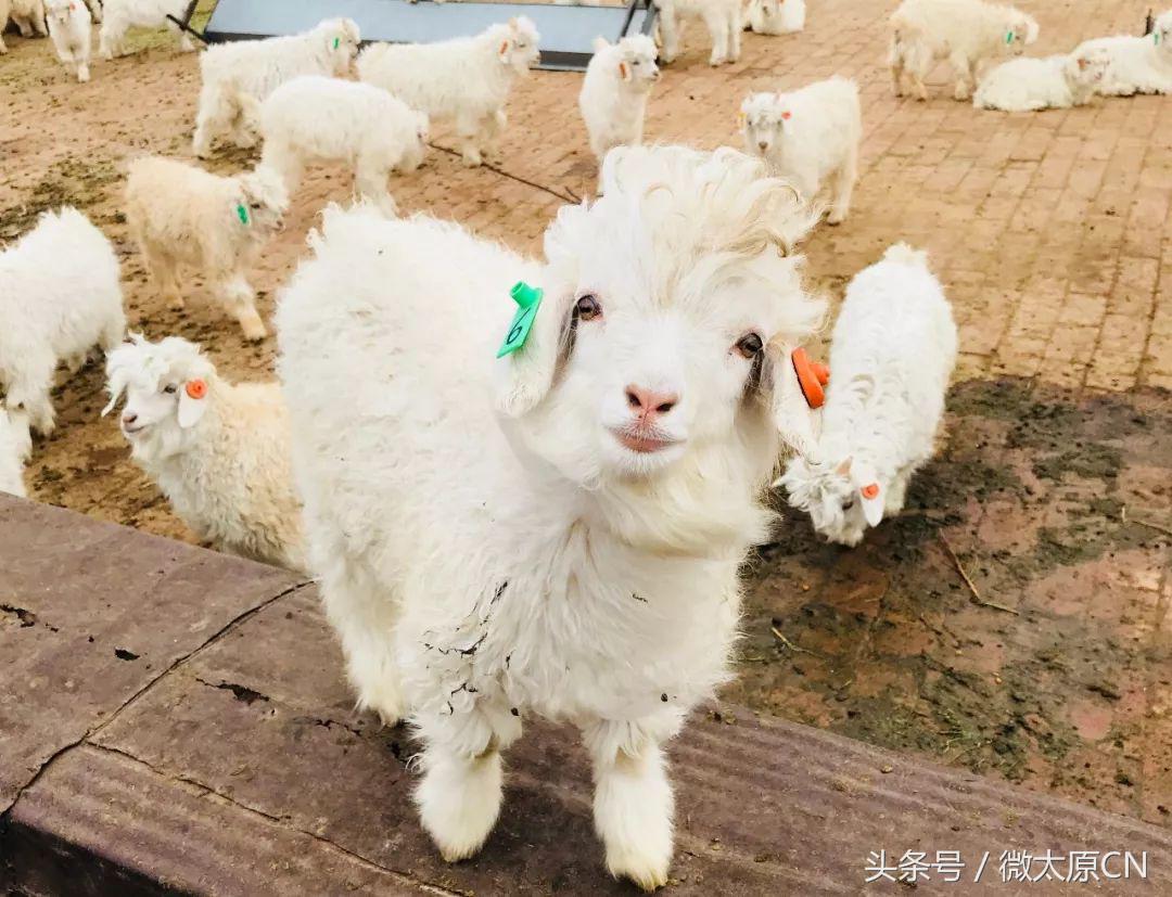 鄂尔多斯高端羊绒衫原创,探索内蒙古草原之旅