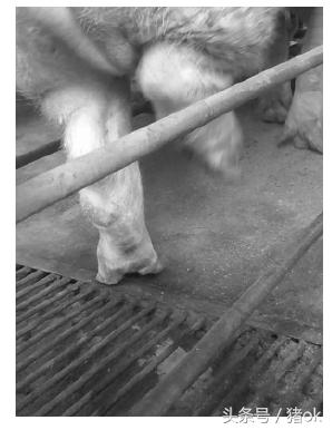 母猪蹄肿怎么治,母猪痛风怎么治疗