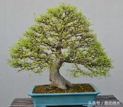 怎么区分榆树和榉树,怎么分辨榆叶梅和碧桃