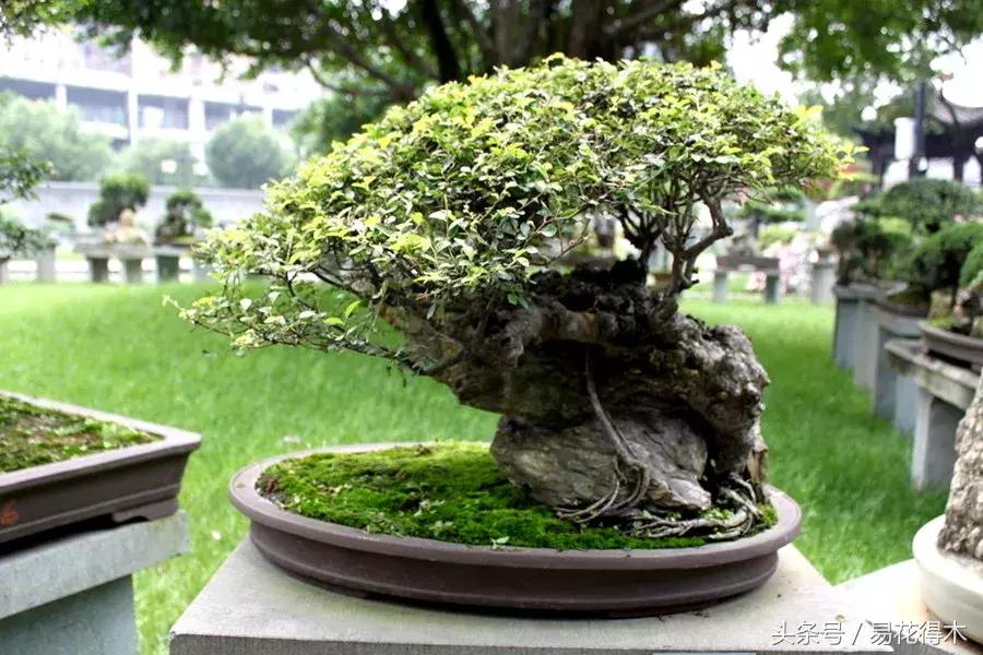 小叶榆和榉树怎样鉴别,小叶榔榆和花皮榆有什么区别