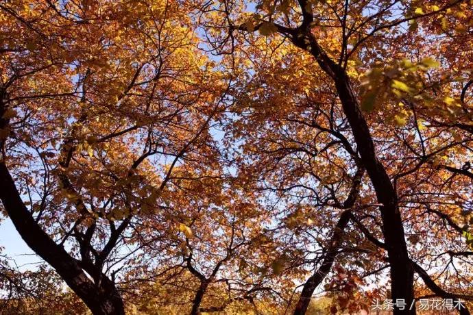 小叶榆和榉树怎样鉴别,小叶榔榆和花皮榆有什么区别