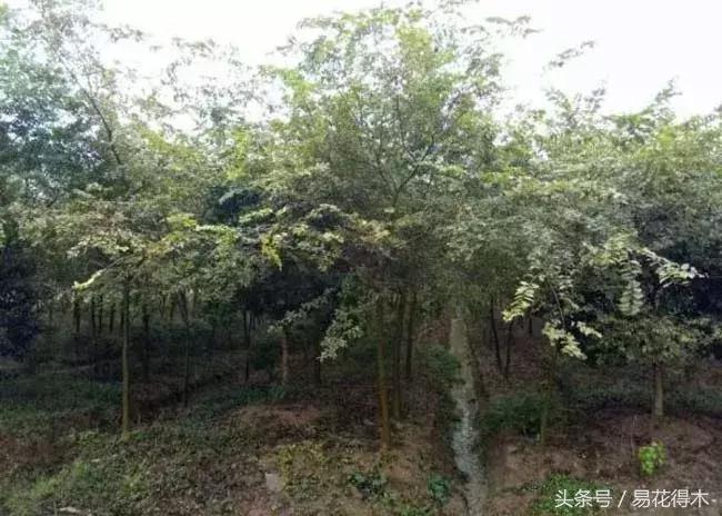 怎么区分榆树和榉树,怎么分辨榆叶梅和碧桃