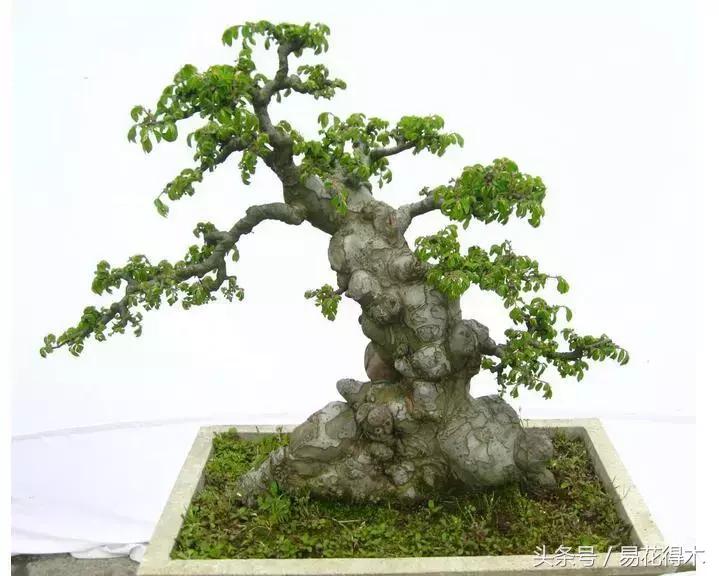 怎么区分榆树和榉树,怎么分辨榆叶梅和碧桃