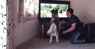 狗狗看世界杯激动的跳下来,狗怎么看世界杯