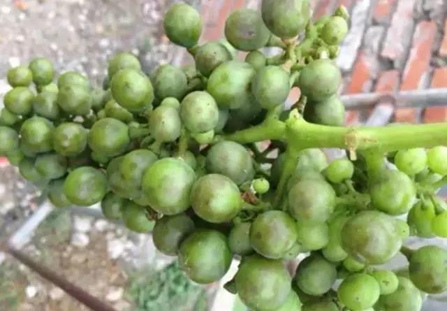 葡萄成熟掉果,葡萄快成熟时为什么果粒缩水掉料
