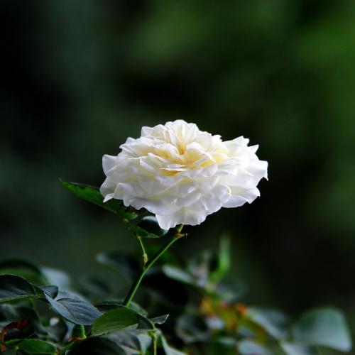 北方爬藤月季最好品种在哪购买,最适合广西种植的爬藤月季品种