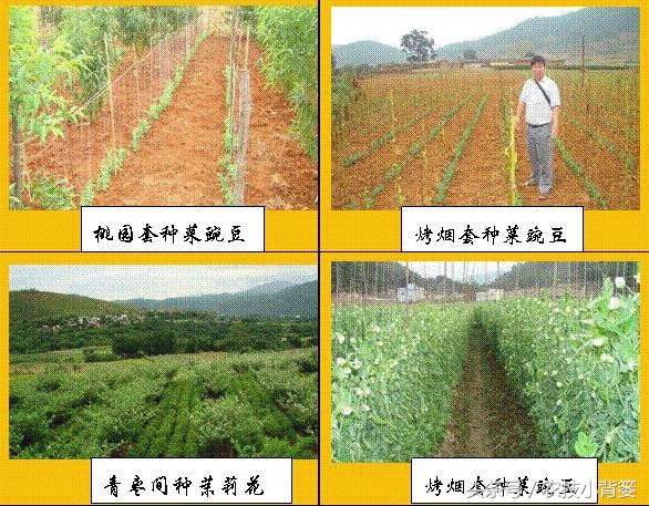 农作物重茬种植怎样高产抗病害,豆角重茬病虫害防治方法