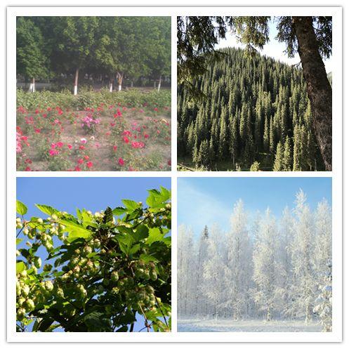 和气盈盈，硕果累累——和硕，我的家