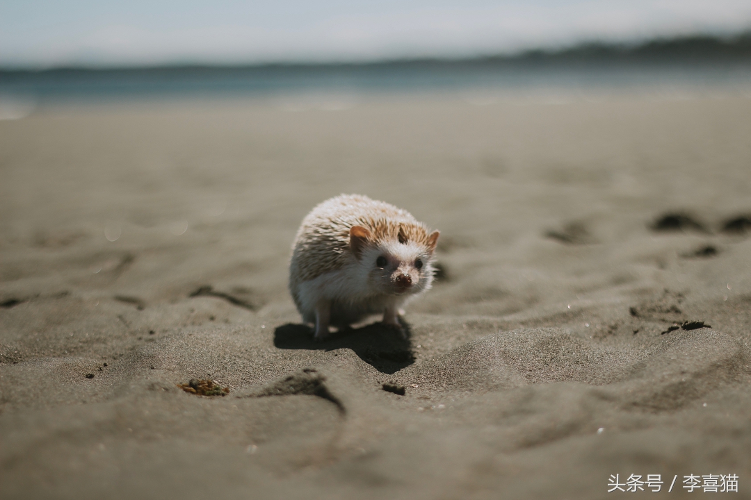 浑身都是刺也阻挡不了卖萌的脚步，活泼的吃货小刺猬了解一下