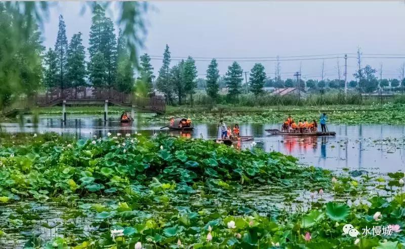 荷你有约金湖音乐节,荷你有约开学典礼