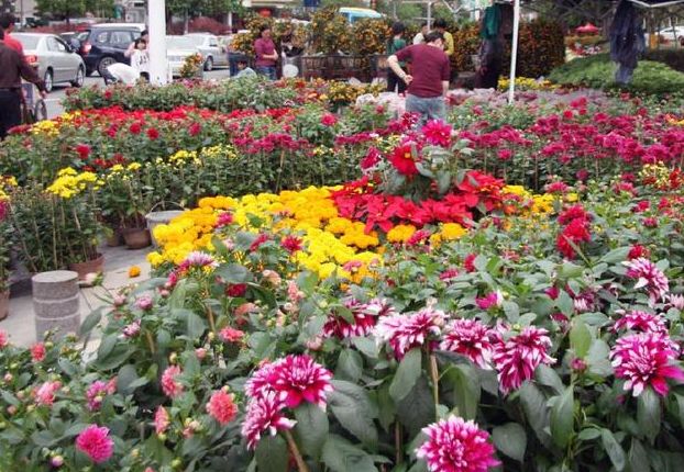 花卉市场买花养不活,花卉市场的这些猫腻