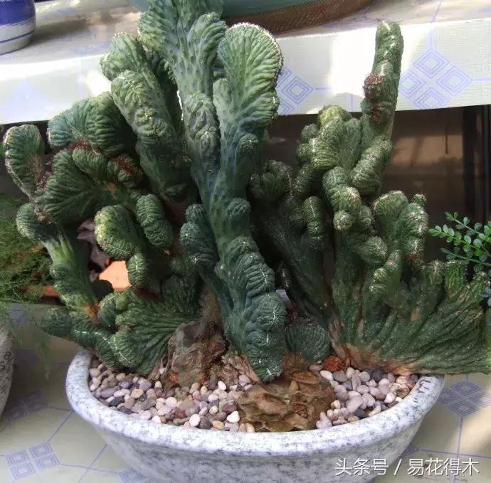 多肉植物仙人掌怎样养得粗壮,山影拳仙人山图片