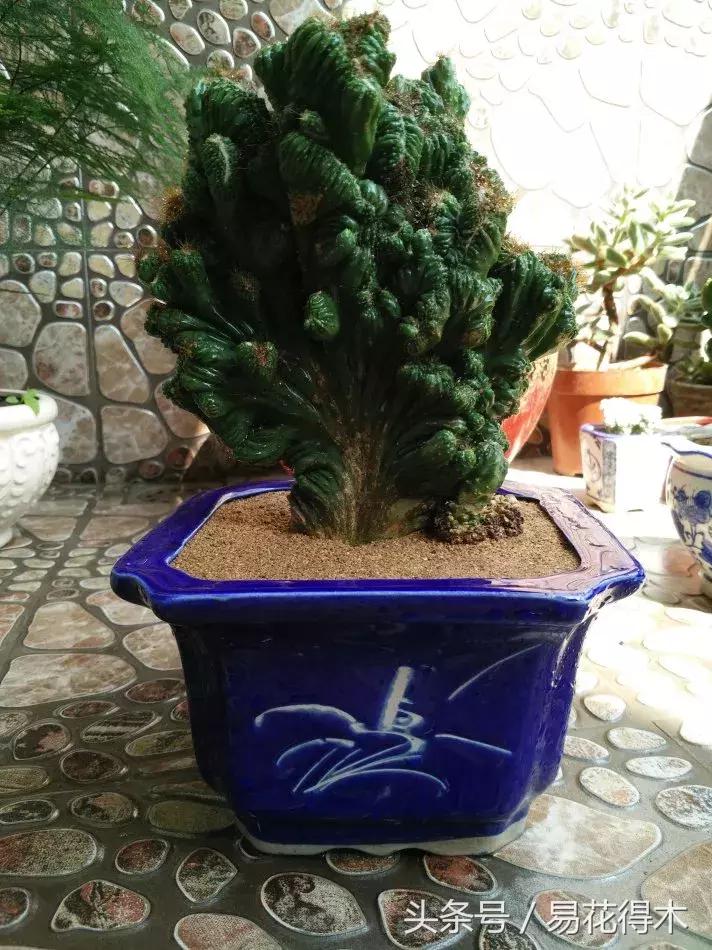 多肉植物仙人掌怎样养得粗壮,山影拳仙人山图片