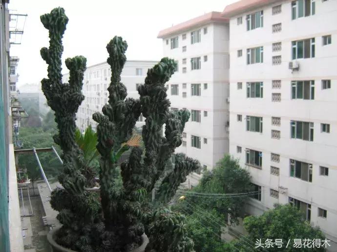 多肉植物仙人掌怎样养得粗壮,山影拳仙人山图片