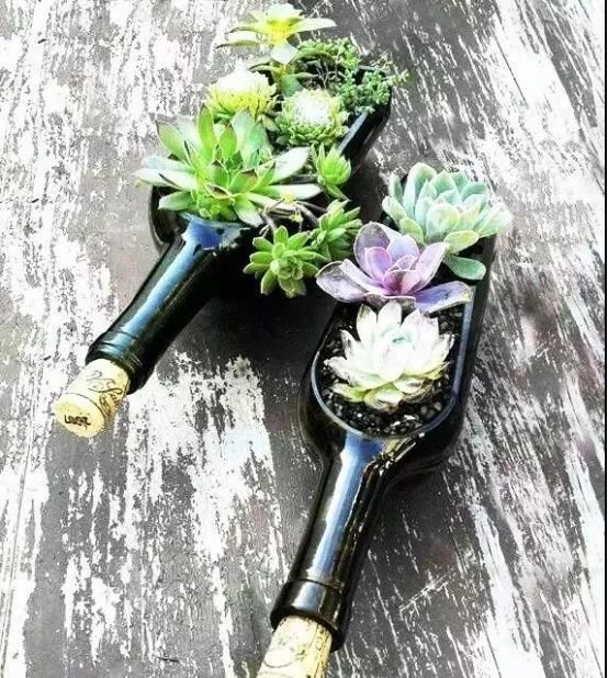 创意农业丨妙用瓶子,让你的农场不一样