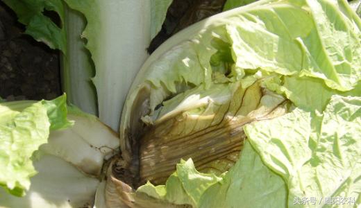 细菌病害哪些药比较好,细菌病害最佳治疗药