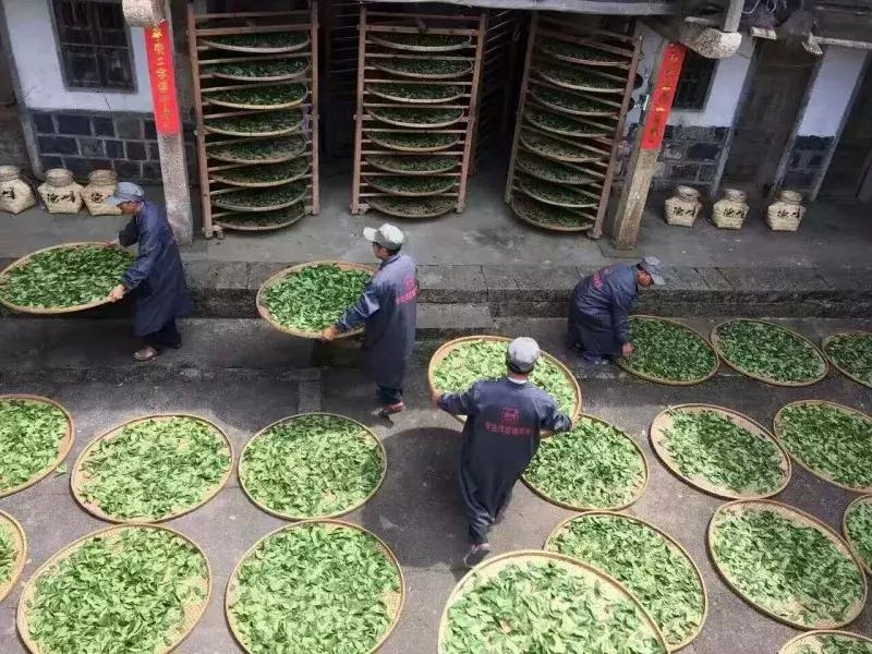 安溪铁观音为什么香,安溪铁观音200一斤的好喝吗