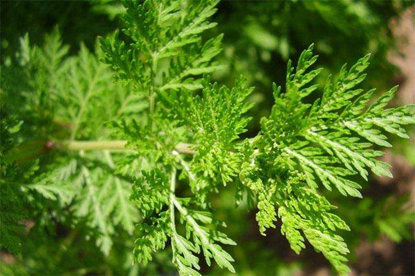 青蒿素是怎么抗癌的,青蒿素可以杀死肿瘤细胞吗