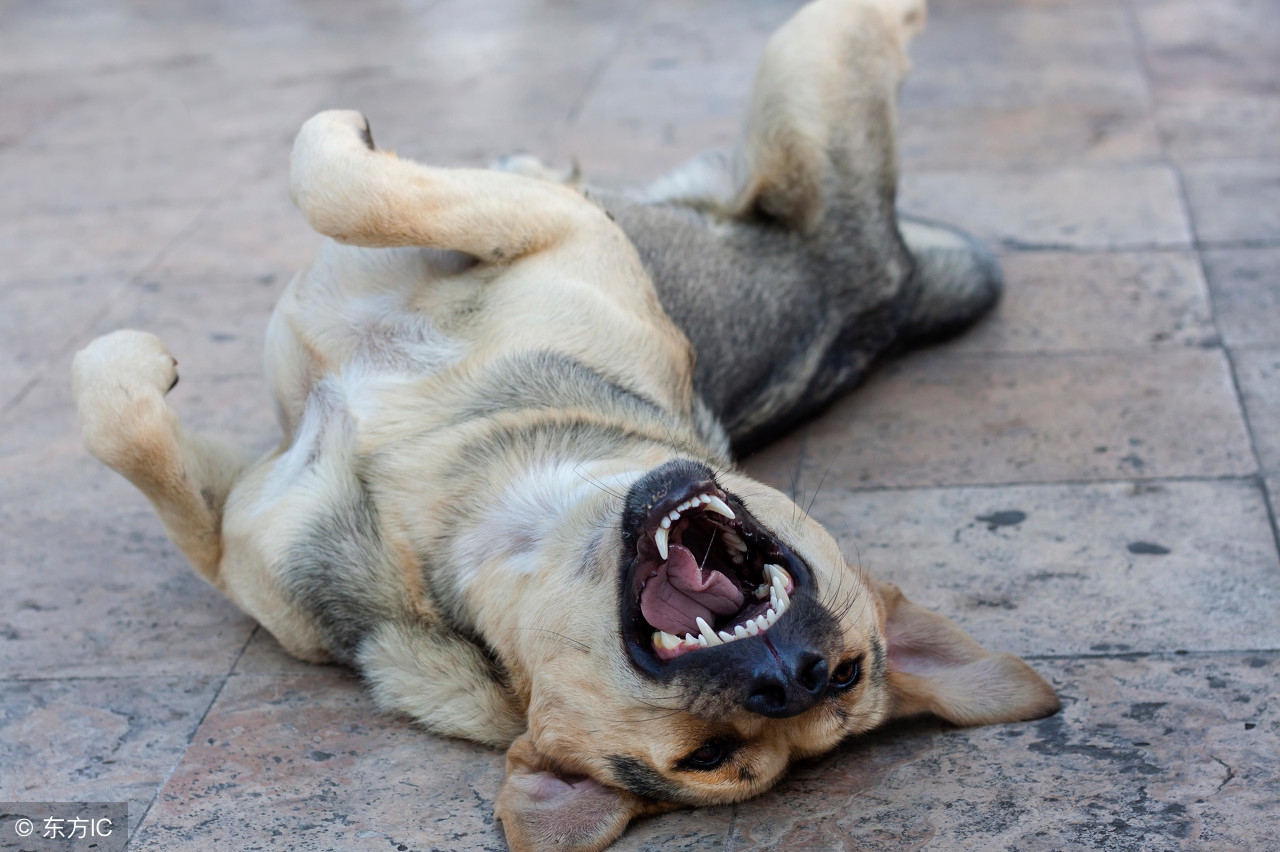 周星驰演的唐伯虎点秋香搞笑瞬间,周星驰的喜剧片段唐伯虎