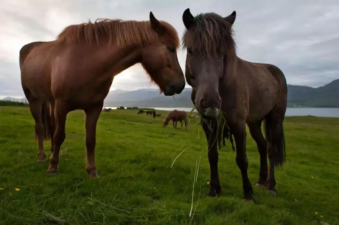 你是骏马，你是自由
