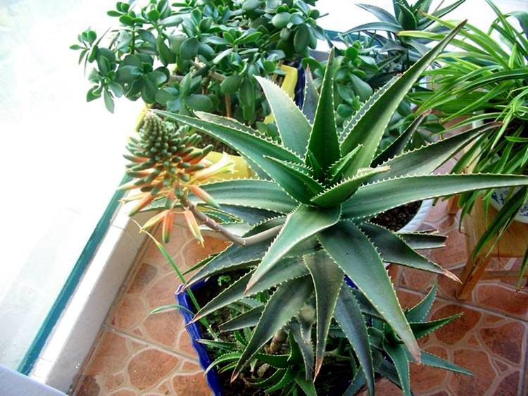 芦荟怎样养出小芽,芦荟怎么养护侧芽多