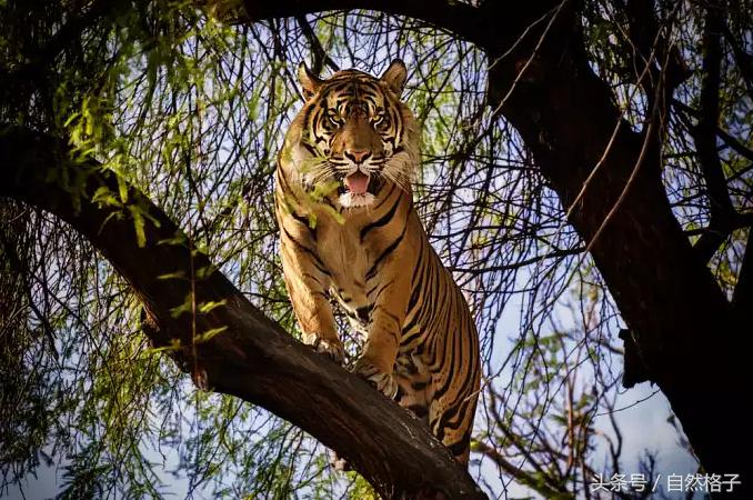 如果在野外遇到老虎你该如何自救,在野外遇到老虎正确做法