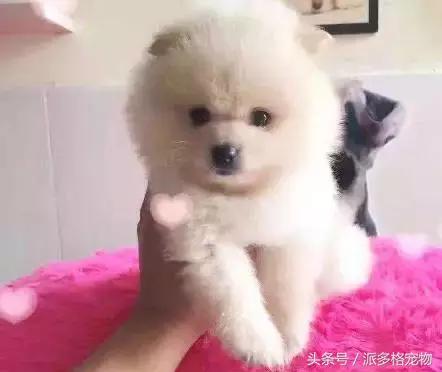 狗狗发情了,该怎么护理……