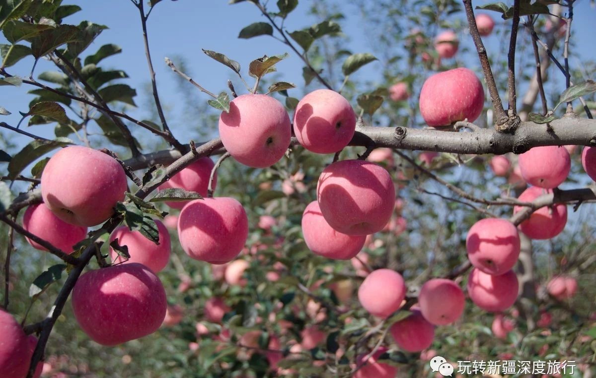 南疆最好吃的瓜果,新疆瓜果什么最好吃又便宜