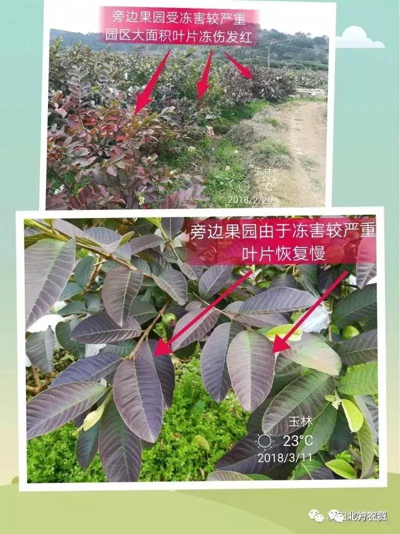 种植番石榴一亩挣多少钱,种植10亩番石榴大概成本要多少钱