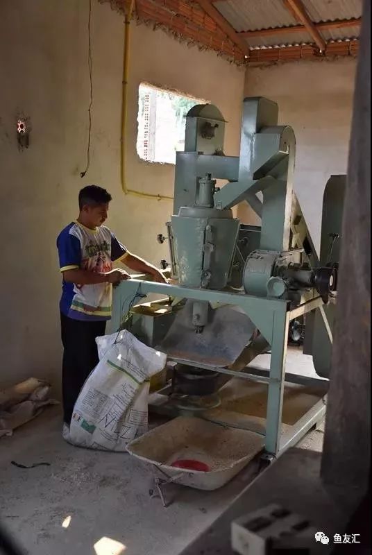 特隆贝塔如何饲养,特隆贝塔半皇与红彩区别