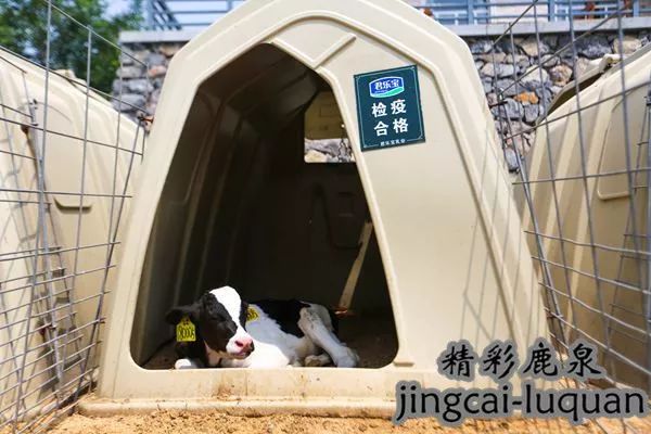 *春华胡**副总理来鹿泉了！