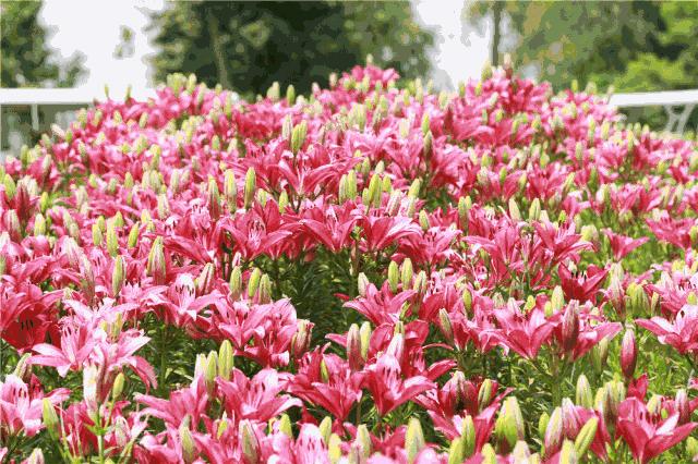 来赏花郁金香花展已开启,春日踏青花博会