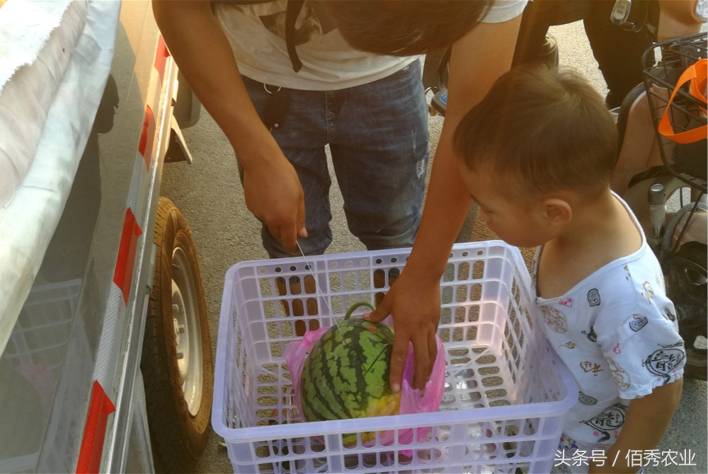 卖西瓜的一年挣三十万,小伙子卖西瓜一年赚100万