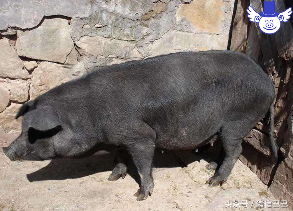 初产母猪容易难产怎么办？只需要做好这些工作就不用担心了