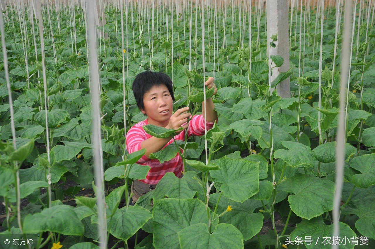 怎么选购生物菌剂,市场上微生物菌剂都什么价位