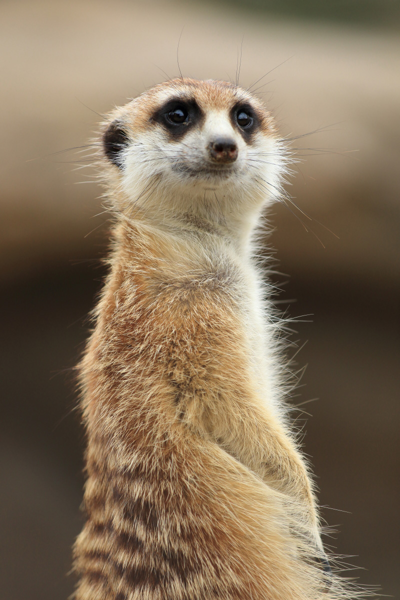 佳能70-200mmf2.8一代全新多少钱,佳能70-200mmf4一代