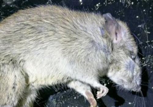 灭鼠毒饵如何灭鼠,灭鼠不放老鼠药有什么办法