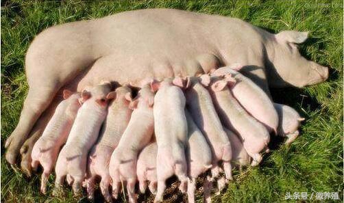 妊娠母猪的饲养管理要点有哪些,怀孕母猪后期饲养管理